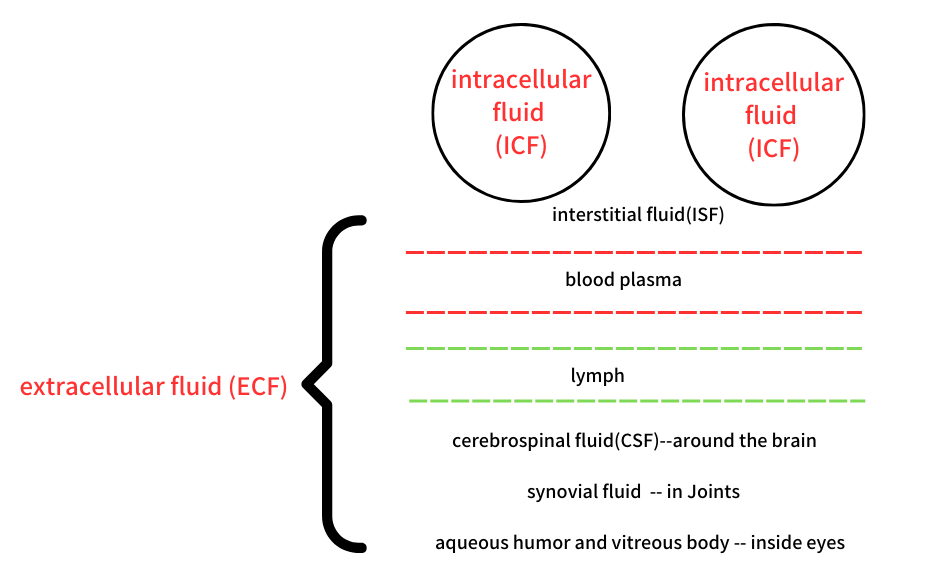 Body Fluids