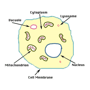 Human_cell_diagram